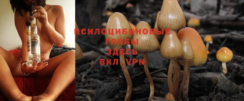 магазин продажи наркотиков  Мытищи  это как зайти  Галлюциногенные грибы Magic Shrooms  мега сайт 